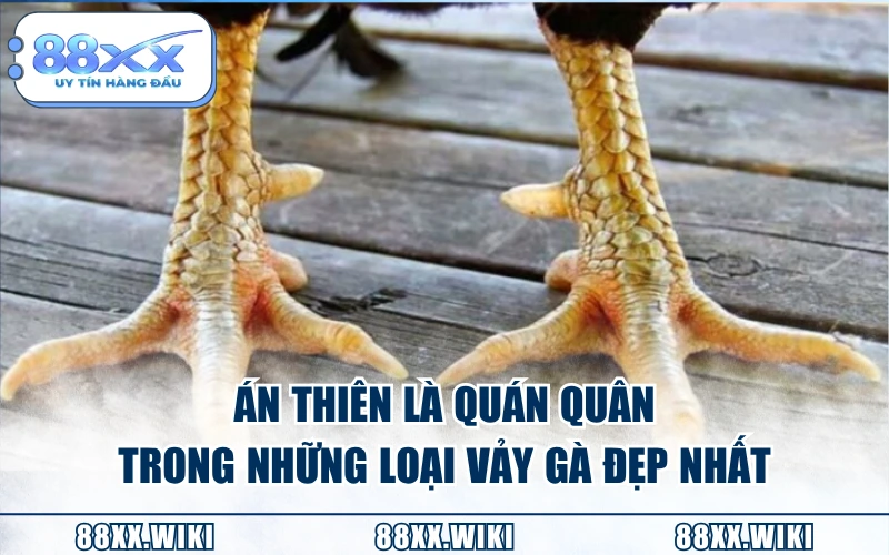 Án Thiên là quán quân trong những loại vảy gà đẹp nhất