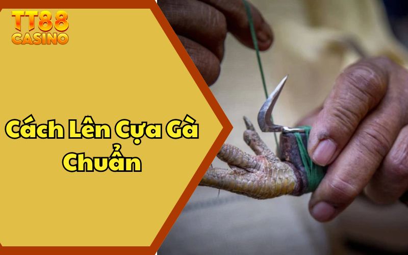 Cách Lên Cựa Gà Chuẩn - Mẹo Tăng Cường Khả Năng Chiến Thắng 1 Cách Lên Cựa Gà Chuẩn - Mẹo Tăng Cường Khả Năng Chiến Thắng