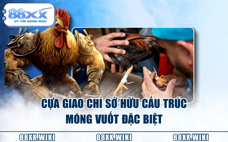 Cựa giao chỉ sở hữu cấu trúc móng vuốt đặc biệt