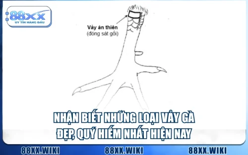 Nhận Biết Những Loại Vảy Gà Đẹp, Quý Hiếm Nhất Hiện Nay