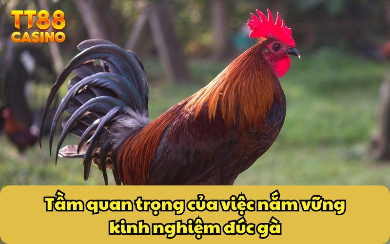 Kinh Nghiệm Đúc Gà Chiến Cực Hiệu Quả Từ Các Cao Thủ 2 Tầm quan trọng của việc nắm vững kinh nghiệm đúc gà