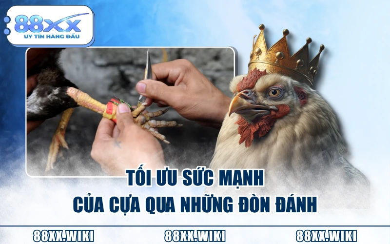 Tối ưu sức mạnh của cựa qua những đòn đánh