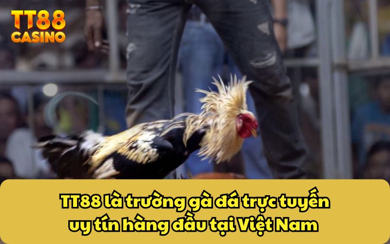 Trường Gà Đá Tại Việt Nam - Sức Hút Của Những Trận Chiến 5 TT88 là trường gà đá trực tuyến uy tín hàng đầu tại Việt Nam